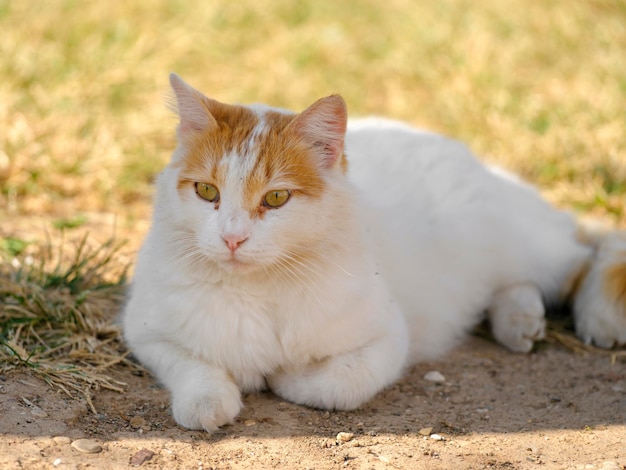 Portrait d'un beau chat