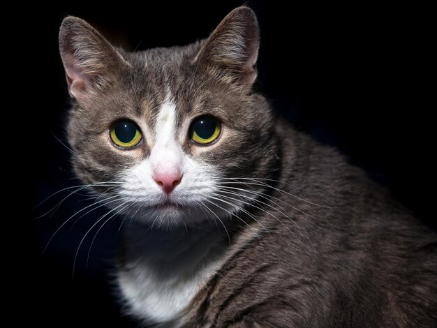 Portrait d'un beau chat