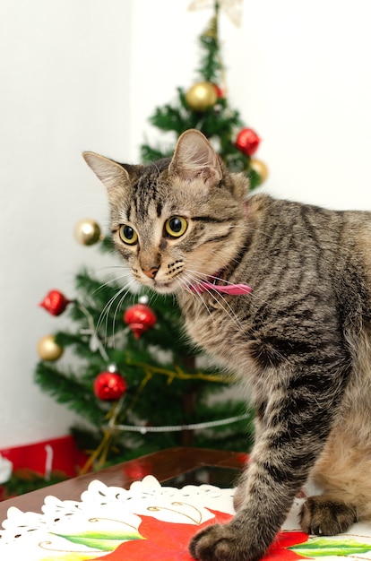 Portrait de beau chaton Chaton dans l'atmosphère de Noël