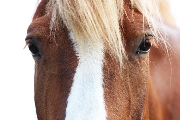 Portrait de beau cheval brun sur fond de ciel