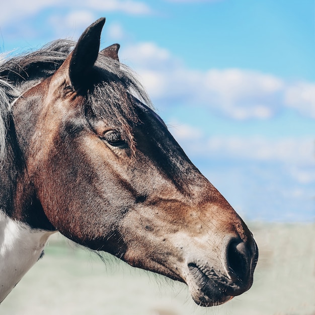 Portrait d'un beau cheval dans un champ d'été