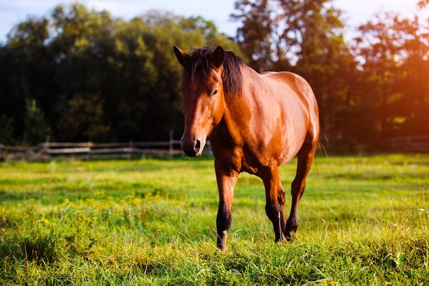 Portrait de beau cheval en été