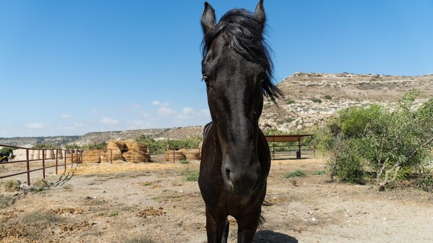 Portrait de beau cheval noir dans une ferme de Chypre 2020