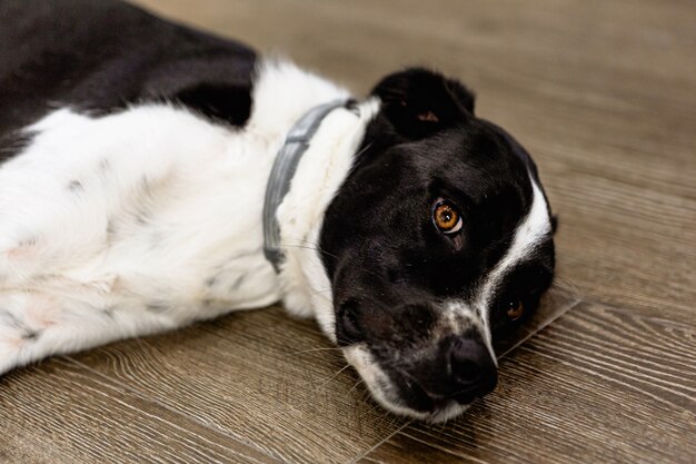 Portrait d'un beau chien allongé sur un plancher en bois