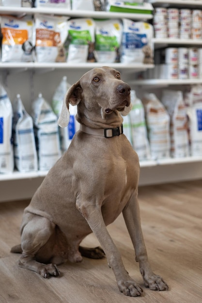 Portrait de beau chien braque de Weimar avec arrière-plan flou