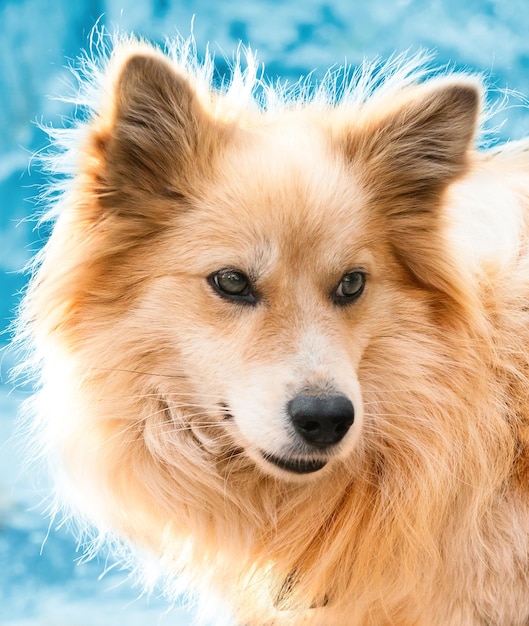 Portrait d'un beau chien en hiver