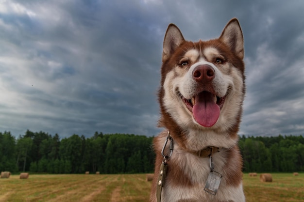 Portrait d'un beau chien husky rousse gros plan tête husky sibérien
