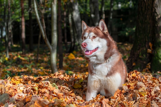 Portrait d'un beau chien husky roux