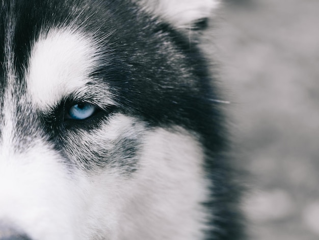 Portrait de beau chien Husky Sibérien Close up