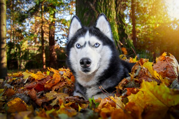 Portrait beau chien husky sibérien dans la forêt d'automne ensoleillée chien Husky se trouve dans les feuilles mortes Close up front view copy space