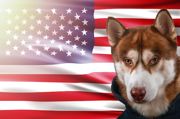 Portrait d'un beau chien husky sibérien rouge sur fond de drapeau national américain