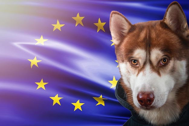 Portrait d'un beau chien husky sibérien rouge sur fond de drapeau national de l'Union européenne