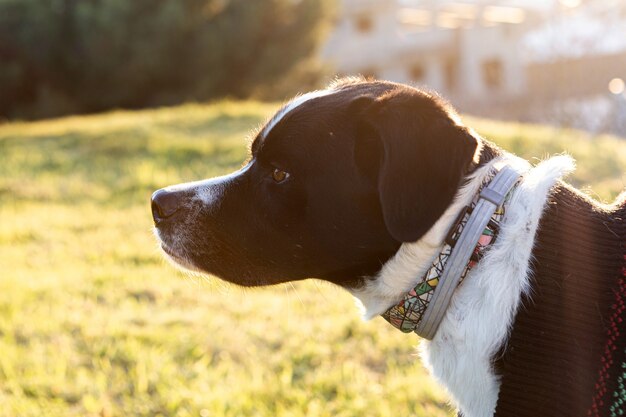 Portrait d'un beau chien noir et blanc dans le parc avec coucher de soleil