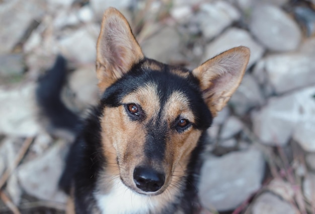 Portrait d'un beau chien noir et rouge, un chien métis, dans la nature, le regard d'un chien