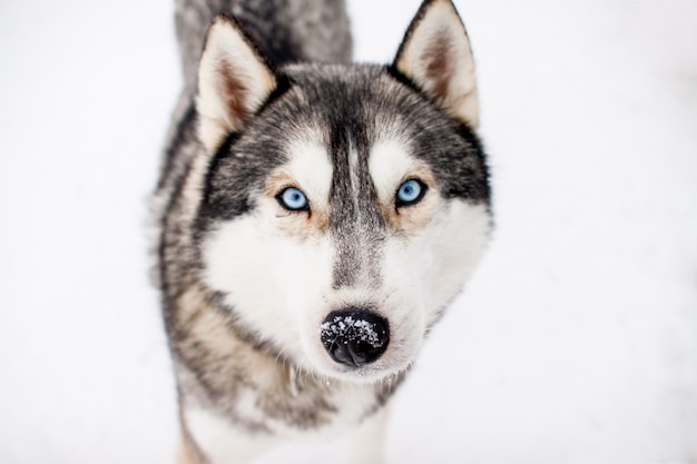 Portrait d'un beau chien nordique de la race husky.