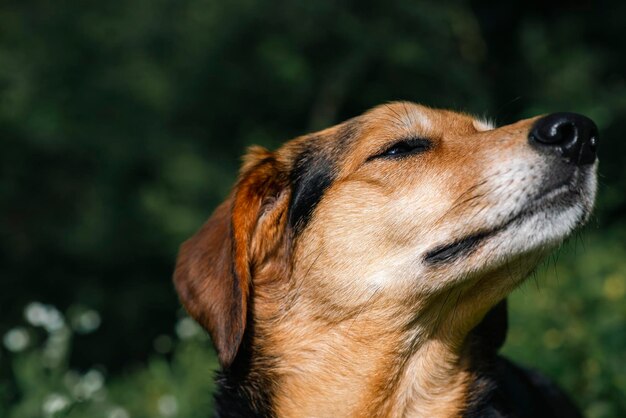 Portrait d'un beau chien sans race dans l'herbe verte