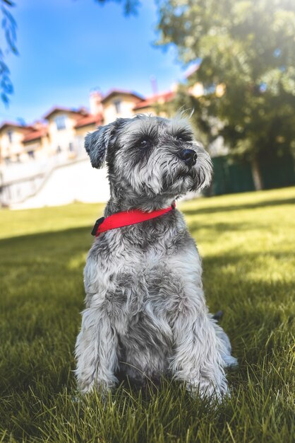 Portrait d'un beau chien schnauzer