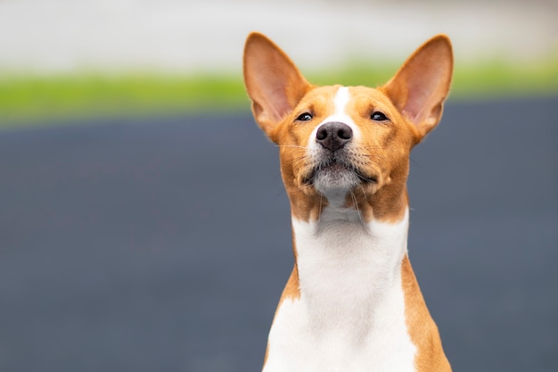 Portrait d'un beau chien terrier Basenji