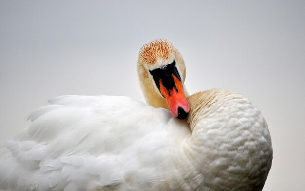 Portrait d'un beau cygne blanc.