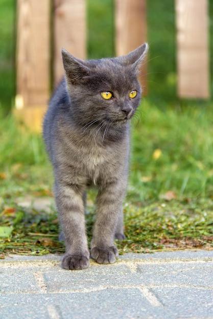 Portrait d'un beau jeune chaton gris avec de grands yeux jaunes marchant sur l'herbe verte gros plan