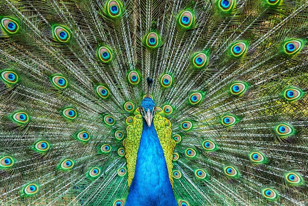 Portrait de beau paon avec des plumes colorées