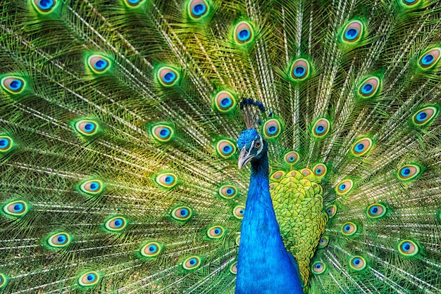 Portrait de beau paon avec des plumes colorées