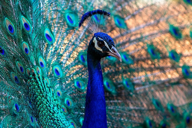 Portrait de beau paon avec des plumes ( grand et brillamment oiseau ).