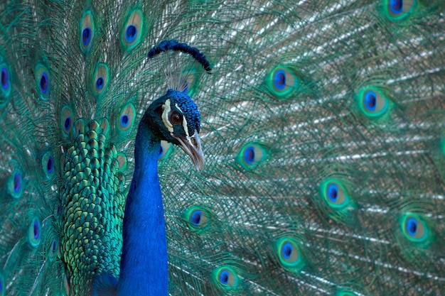 Portrait d'un beau paon avec des plumes d'oiseau aux couleurs vives