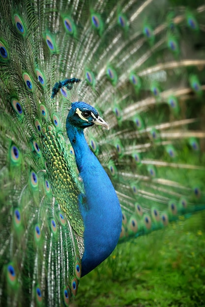 Portrait de beau paon avec des plumes