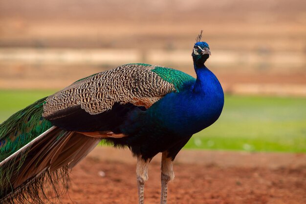 Portrait d'un beau paon sauvage avec des plumes sur un arrière-plan flou par une journée ensoleillée