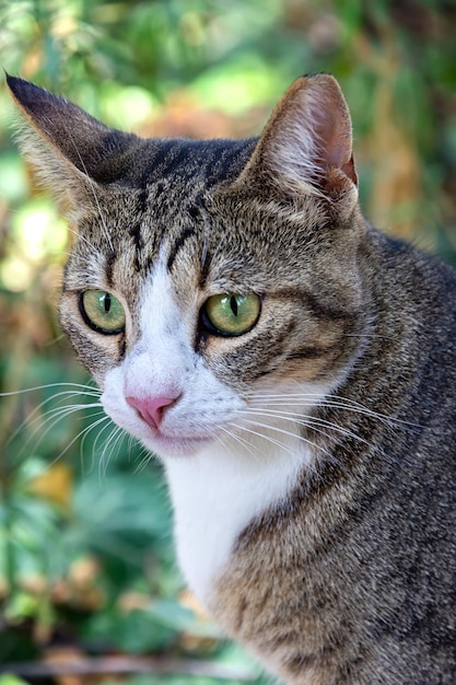 Portrait de beauté chat sauvage aux yeux verts dans le jardin Vue verticale