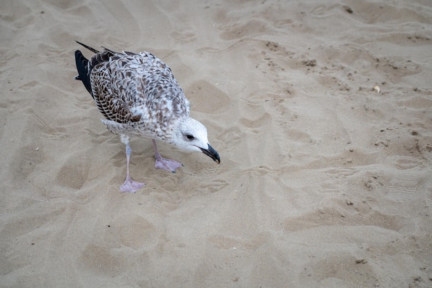 Portrait de beauté de la mouette sur la plage de sable en Italie. Trouver un repas