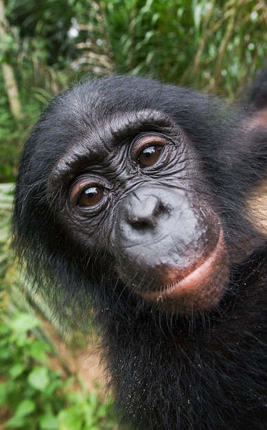 Portrait d'un bébé bonobo. République Démocratique du Congo. Parc national de Lola Ya Bonobo.