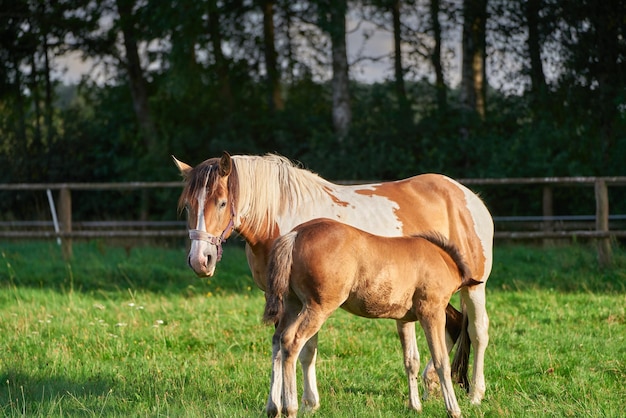 Portrait de bébé cheval poulain allaitant le lait de sa jument une jument avec son poulain nouveau-né debout dans un pâturage