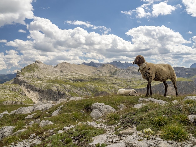 Portrait de bébé mouton nouveau-né relaxant sur fond de montagnes des dolomites