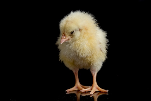 Portrait d'un bébé poussin mignon