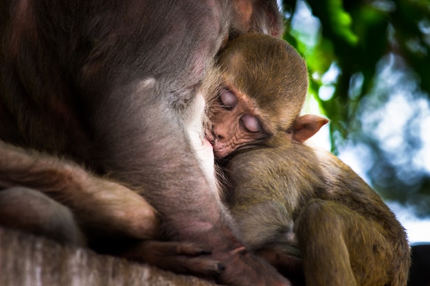 Portrait d'un bébé singe macaque rhésus buvant du lait maternel