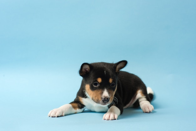 Portrait de bébé tricolore basenji