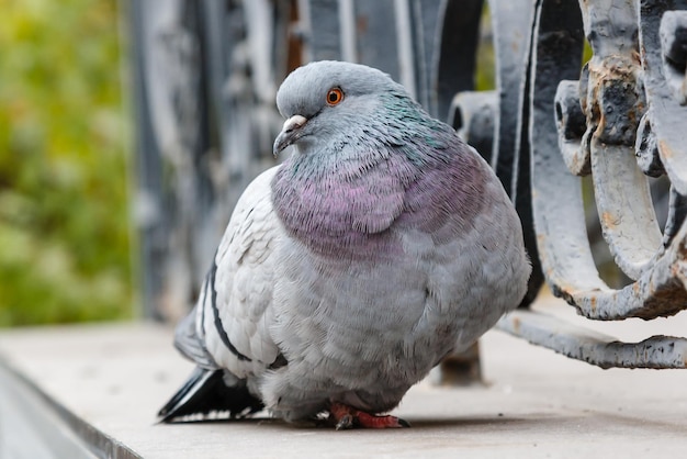 Portrait d'une belle colombe