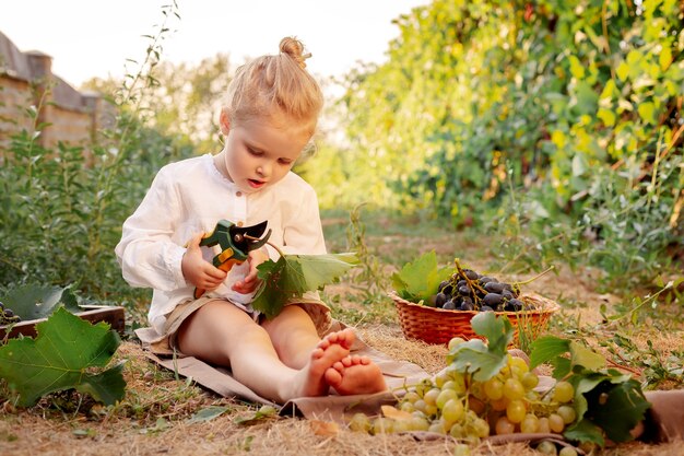 Portrait de belle fille enfant caucasienne 3 ans blonde bouclée tenant un sécateur à la ferme dans le vignoble.