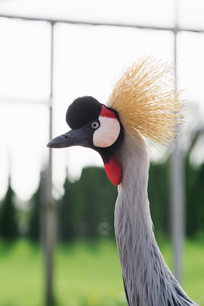 Portrait d'une belle grue couronnée dans le zoo