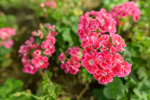 Portrait de belles fleurs roses qui fleurissent dans la nature à l'extérieur