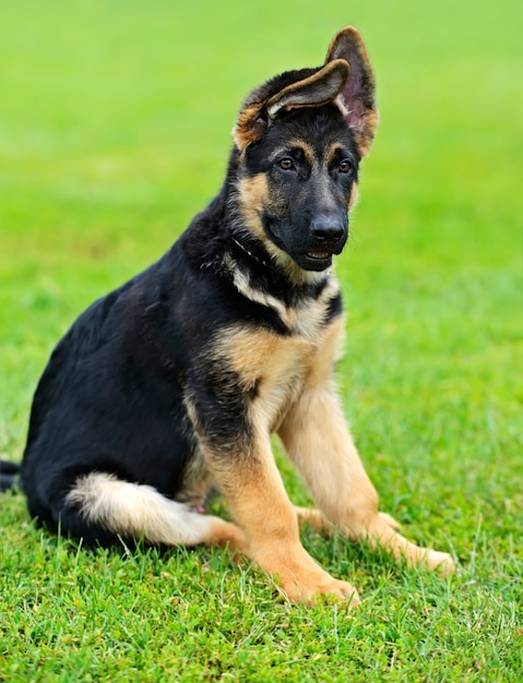 Portrait d'un berger allemand au chien