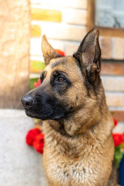 Portrait d'un berger allemand les bergers allemands sont la meilleure compagnie pour la sécurité humaine