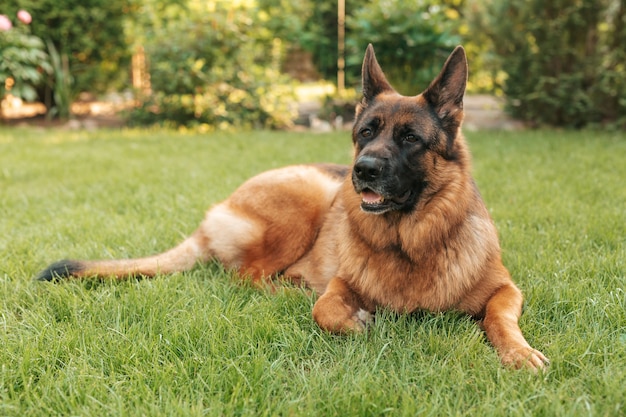 Portrait d'un berger allemand dans un parc. Chien de race allongé sur l'herbe dans la cour.