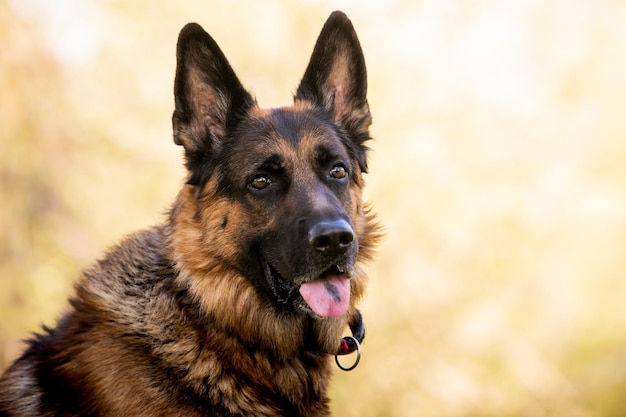 Portrait d'un berger allemand dans un parc Chien de race pure