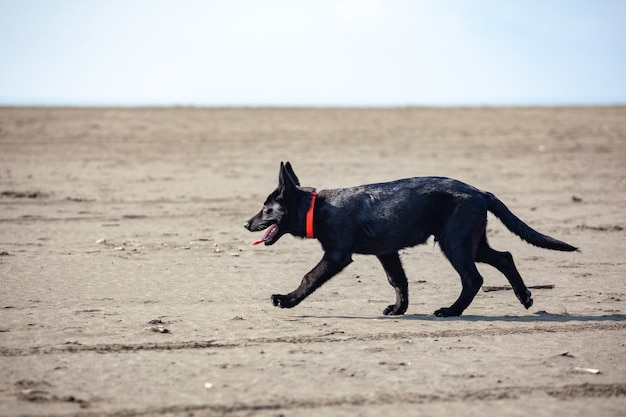 Portrait de berger allemand noir sur la plage de sable noir. Animal.