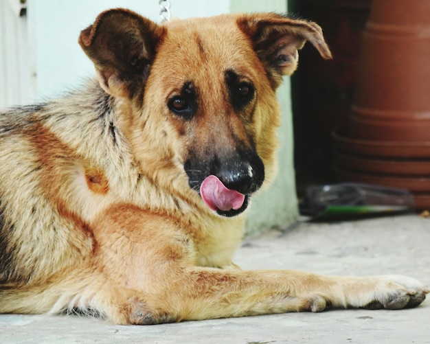 Portrait d'un berger allemand en train de se détendre