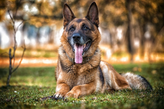 Portrait de berger allemand