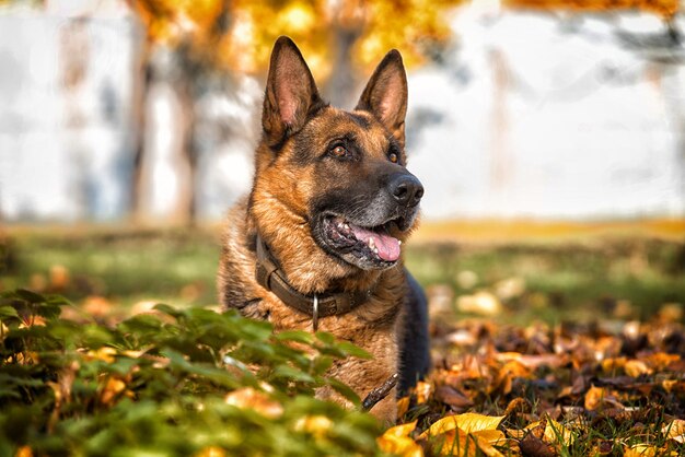 Portrait de berger allemand